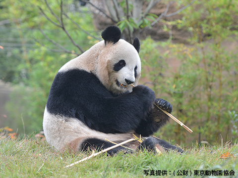 東京都恩賜上野動物園