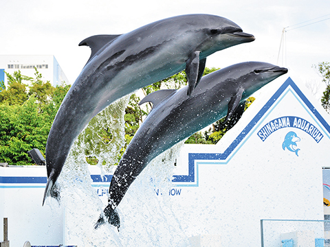 しながわ水族館