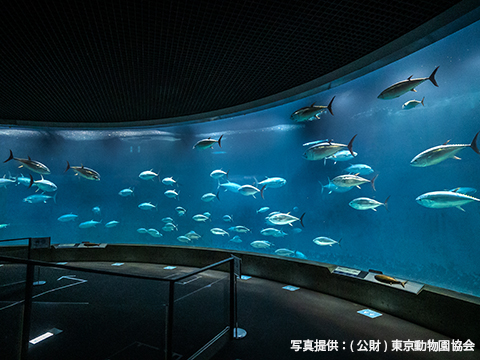 葛西临海水族园