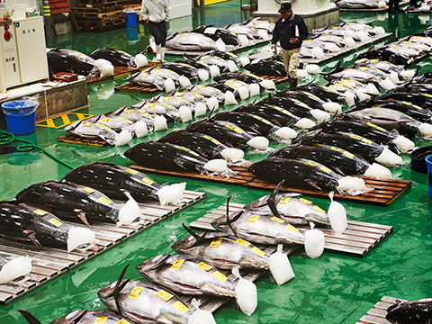 Tokyo Metropolitan Wholesale Market Toyosu Market